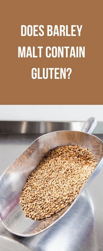 does barley flour have gluten